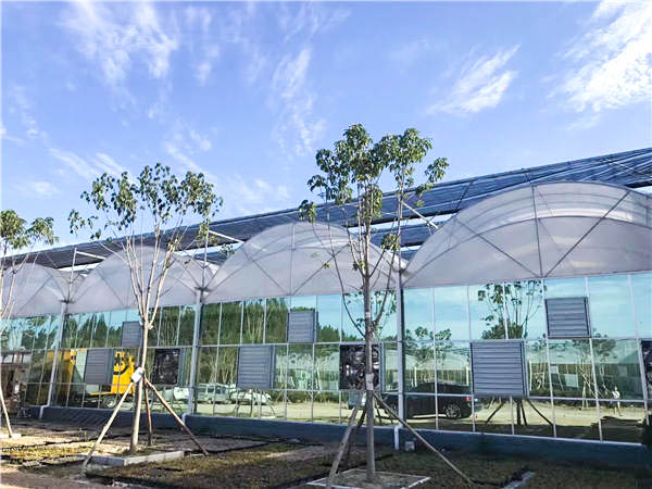 大棚蔬菜 大棚蔬菜